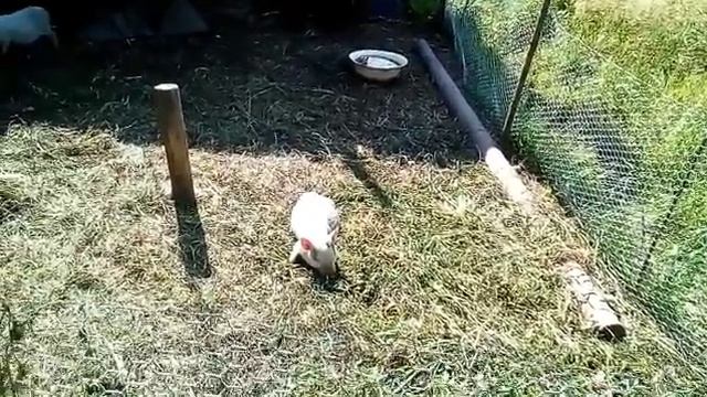 Вьетнамская свинка Пеппа прикольно укладывается спать.Vietnamese Peppa pig sleeping. смотреть онлайн