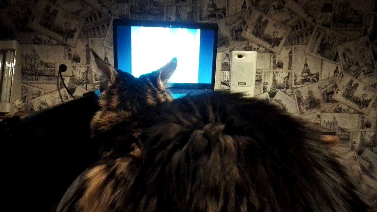 Любознательный Кот  смотрит ТВ.#кот #котики #коты #мейнкуны #мейнкун #cute #cat #cats #catlover