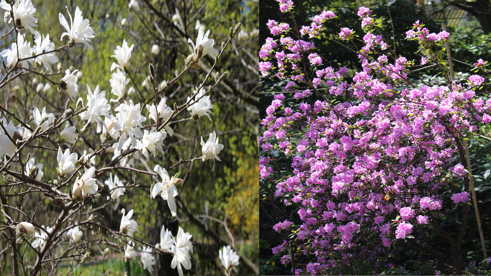 Экскурсия в Аптекарский огород. Часть 1. Цветение первоцветов, магнолии, даурского рододендрона. смотреть онлайн