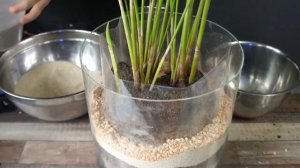 Пересадка Циперуса зонтичного в стеклянное кашпо