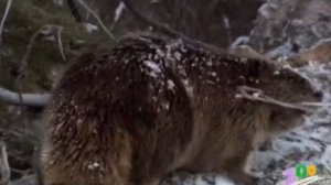 Бобры и бобрята. Родная природа. Познаем мир. Развиваем речь. .Beavers  You Tube