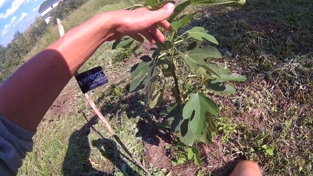 Инжир . Сорта : Кадота , Коричневый турецкий , Арабули , Брунсвик , Блек джек , Королевский желтый смотреть онлайн