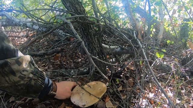 Белые грибы и маслята во всей красе смотреть онлайн