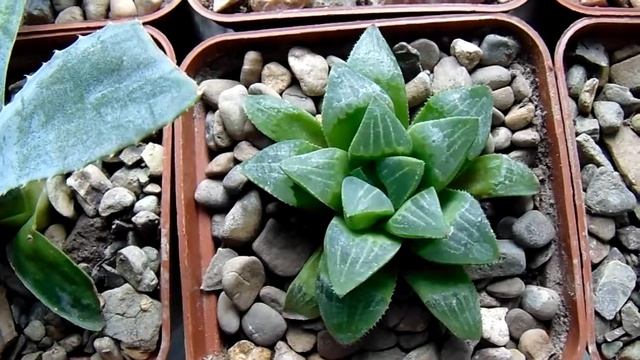 Haworthia Retusa