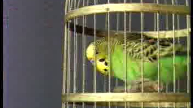 Месть котяры смотреть онлайн