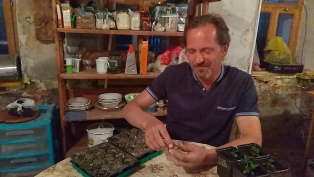 Земляника Барон Солемахер из семян смотреть онлайн