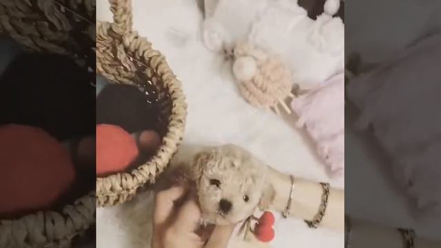 Cute Dog like a Teddy Bear смотреть онлайн