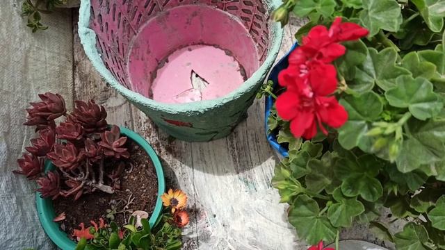 acompañame a trasplantar mi geranio colgante más antiguo y reciclamos pote de basura смотреть онлайн