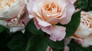 Розы. Эти сорта я рекомендую вам.