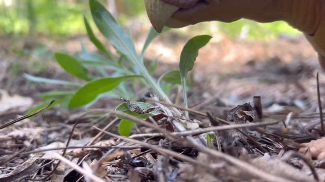 Jurassic World Toy Movie: Rise of the Hybrids, Part 7 смотреть онлайн