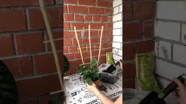Опора из Леру Мерлен стоит 150 рублей #plants #уходзарастениями #shortvideo #чтокупила смотреть онлайн
