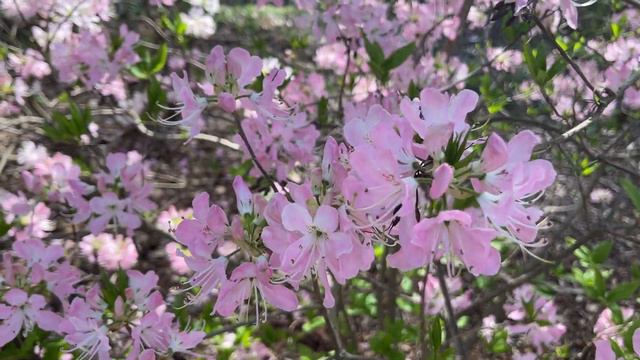 Майское - Arnold Arboretum - 2 - Pinkshell azalea (near Japan. maples) / Рододендрон Вазея - May 16 смотреть онлайн