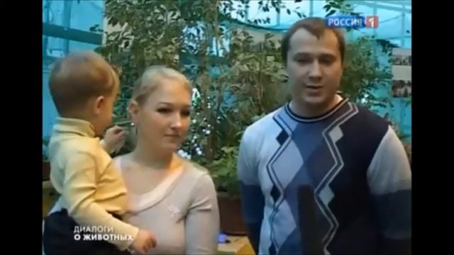 Диалоги о животных Бенгальские кошки серебрянного окраса смотреть онлайн