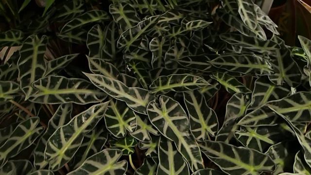 Alocasia sanderiana смотреть онлайн