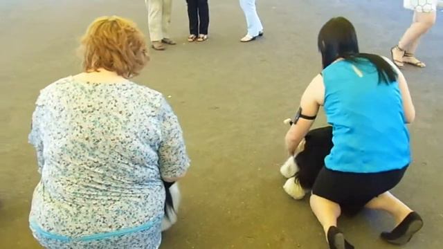 CACIB Курск 2014, 27.07, американские кокеры ЛПП смотреть онлайн