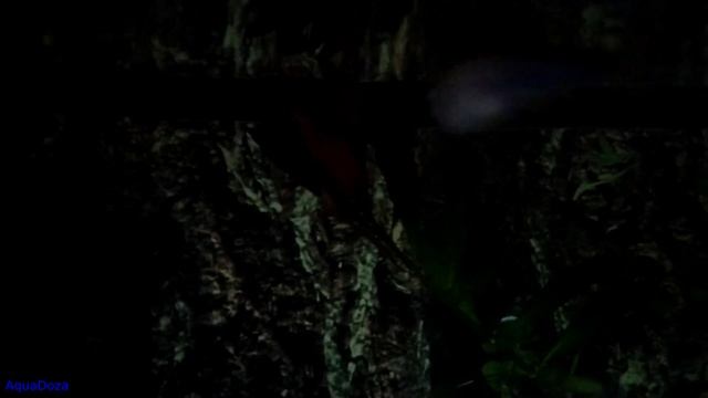 Продолжительность светового дня в аквариуме с растениями. Как определить? смотреть онлайн