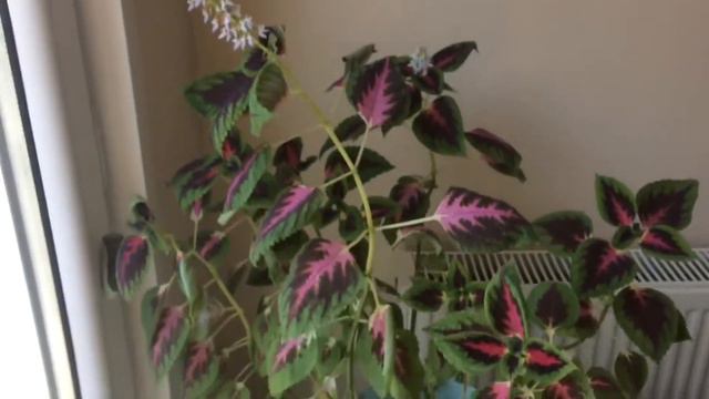 YAPRAK GÜZELİ ÇİÇEĞİ YETİŞTİRMEK, KOLYOS BAKIMI #yaprakgüzeli #Coleus смотреть онлайн