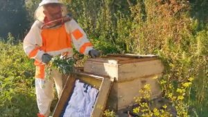 Сколько меда с одного улья в сезон. Ничего не делал. Результат шокировал. "Мое Подворье"