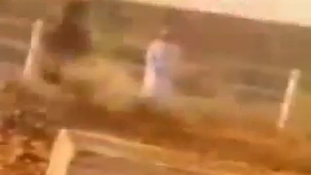 Арабский скакун, ум и красота смотреть онлайн