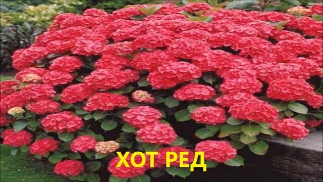 КРУПНОЛИСТНАЯ МОРОЗОСТОЙКАЯ ГОРТЕНЗИЯ. ЭТИ СОРТА ЦВЕТУТ НА ПОБЕГАХ ПРОШЛОГО И ТЕКУЩЕГО ГОДА смотреть онлайн