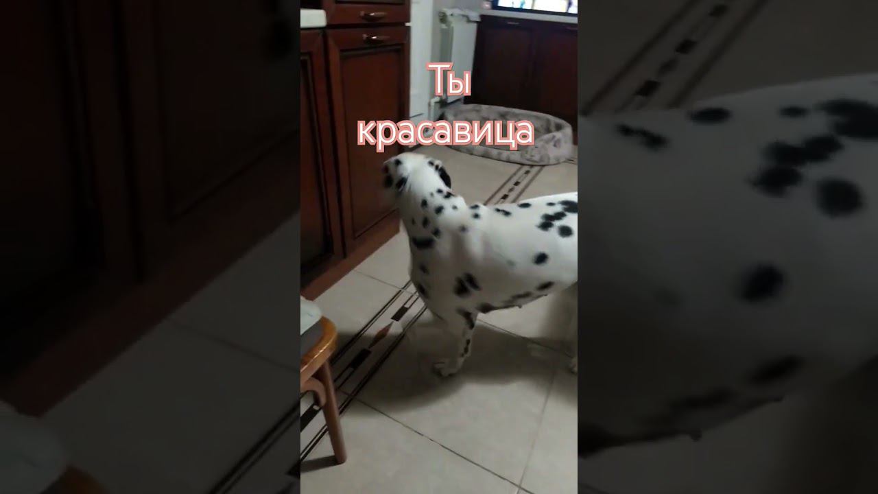 Семейные темы