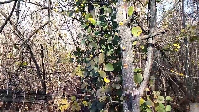 Про дачу (54). Два осенних коротких дня на саду. смотреть онлайн