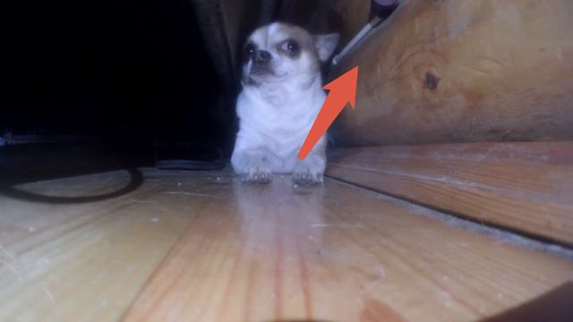 Собака Застряла под Диваном ! смотреть онлайн