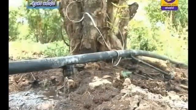 How to make profit from Pomegranate cultivation ದಾಳಿಂಬೆ ಹಣ್ಣು kannada смотреть онлайн