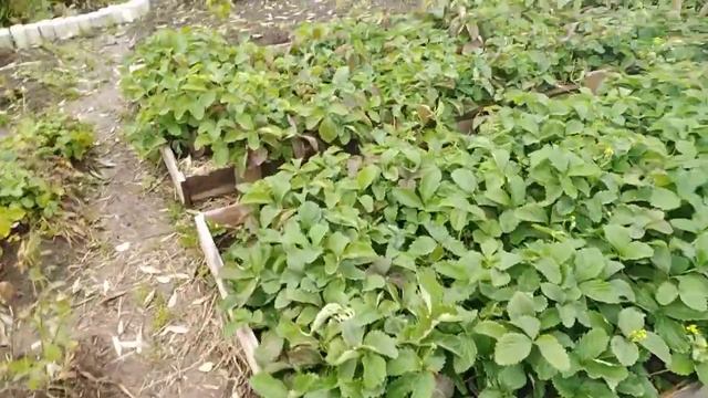 Чесночок с кулачок? А кто ж знает, каким порадует урожаем... Пока только сажаем... смотреть онлайн