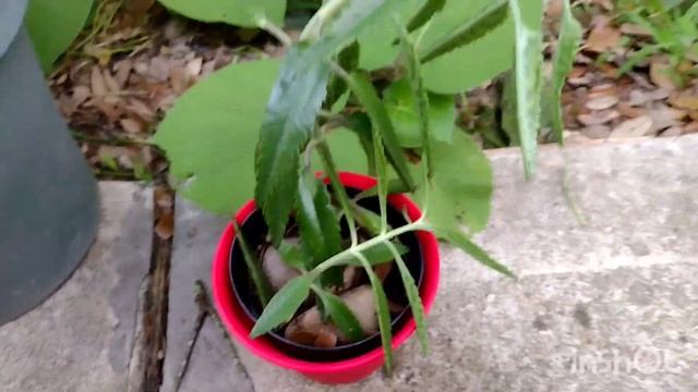 La verdad sobre el CALANCHOE ?? смотреть онлайн