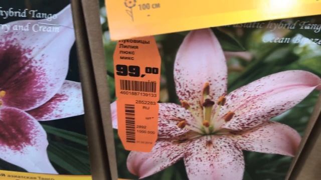 САДОВЫЙ РАЙ ОБИ! Посадочный материал:гладиолусы, лилии, георгины, пионы,розы. смотреть онлайн