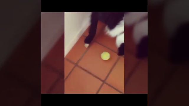 Игра с собакой смотреть онлайн