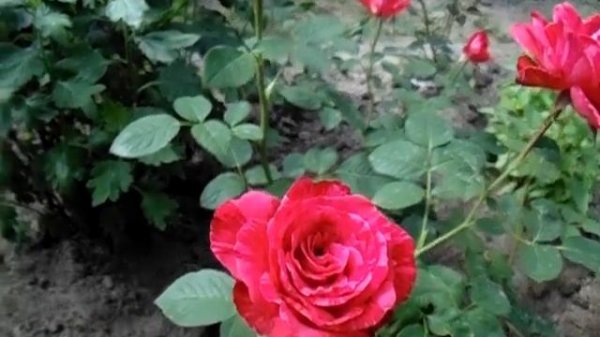 Роза Ред Интуишн Red Intuition