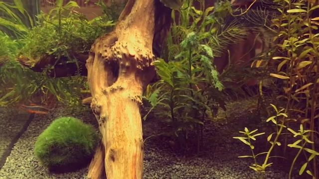 Вальс Danio margaritatus смотреть онлайн