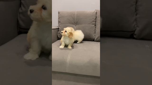 Мальтипу F1 Мальчик Продажа 26.01.2024г смотреть онлайн