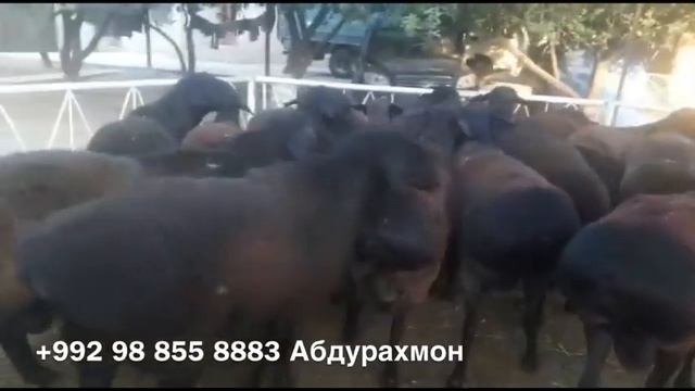 Гиссарские бараны производители Ходжимирзокарима. Годовалые баранчики (кучкары) 24 августа 2020 го смотреть онлайн