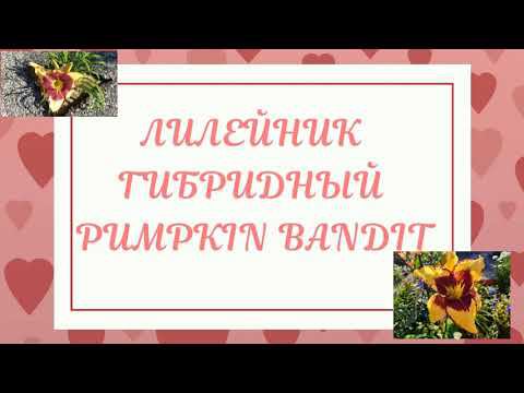 Лилейник гибридный Пампкин бандит смотреть онлайн