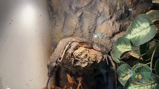 Где же я покупаю своих пауков? смотреть онлайн