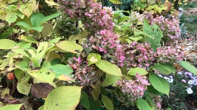 Ночью морозы/ что делаю в саду на участке / выгодное предложение цветоводам смотреть онлайн