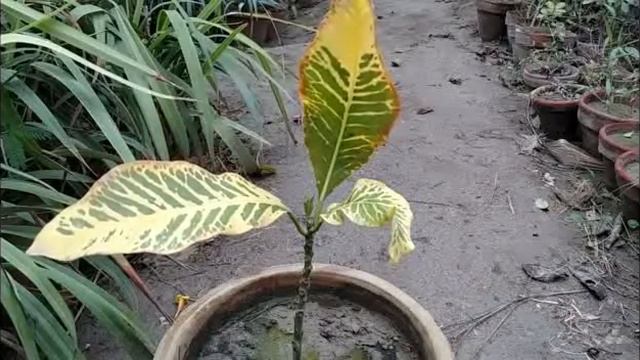 How to Care Croton Plant In Winter Season Tips Urdu Hindi смотреть онлайн