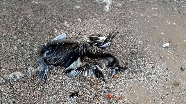 много погибших ПТИЦ..#ТАГАНРОГ // 25.04.2022 смотреть онлайн