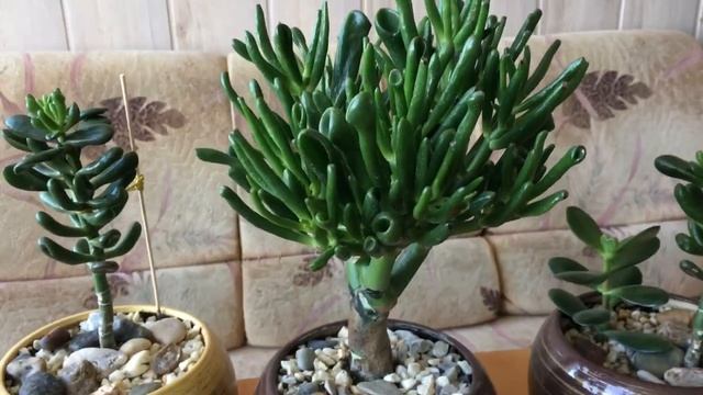 Денежное дерево .Моя коллекция красул.