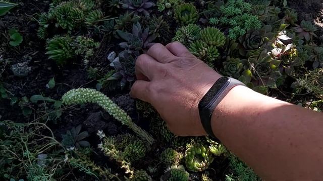 Суккуленты в саду. Сибирь смотреть онлайн