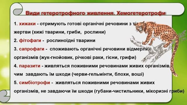 Особливості обміну речовин у гетеротрофних організмів 1 смотреть онлайн