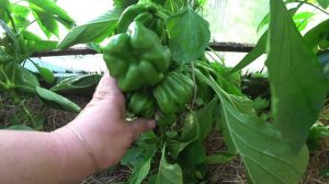 Обзор перцев 2024. Обзор 2