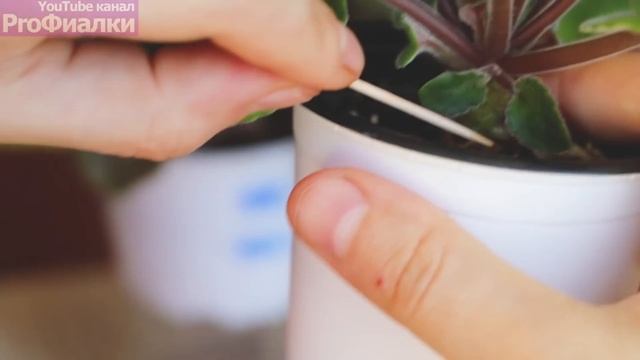 Как ПРАВИЛЬНО удалять ПАСЫНКИ И НЕ ТРАВМИРОВАТЬ ФИАЛКУ? Почему пасынки ЭТО ХОРОШО! смотреть онлайн