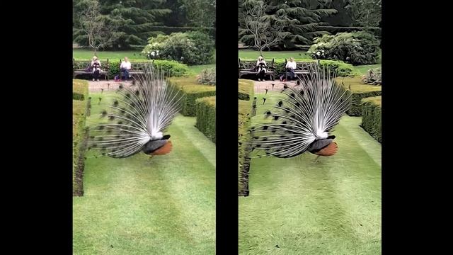 Отрисовка видео. Преобразование видео в нарисованное. Стиль Анимация смотреть онлайн