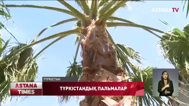Түркістанда пальма өсіп тұр смотреть онлайн