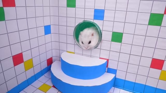 ? Hamster Escapes the Rainbow POP IT Maze [OBSTACLE COURSE] смотреть онлайн