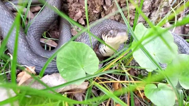 Змея (Уж) атакует... защищается... смотреть онлайн